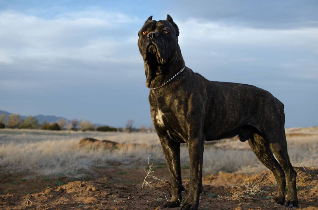 Dünyanın en büyük 25 köpek Irkı. Hem boylarıyla hem sadakatleriyle göz kamaştırıyorlar 25